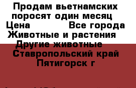 Продам вьетнамских поросят,один месяц › Цена ­ 3 000 - Все города Животные и растения » Другие животные   . Ставропольский край,Пятигорск г.